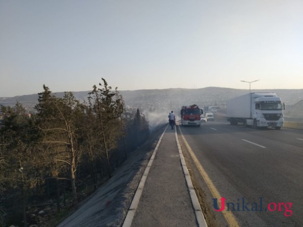 Bakıda ağaclıq ərazidə yanğın söndürüldü - YENİLƏNİB (FOTOLAR)